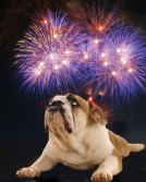 Bulldog contemplating fireworks